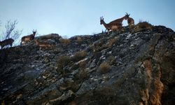 Tunceli'de yaban keçisi sürüsü yerleşim yerine indi