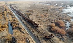 Ağrı Dağı çevresindeki otlaklarda morkaraman ırkı damızlık koyun yetiştiriliyor