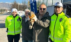 Amasya'da yaralı bulunan kızıl şahin tedavi altına alındı