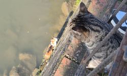 Anne kedi, çaya düşen yavrusunun kurtarılmasını bekledi