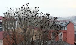 Ardahan'da kuşların gökyüzündeki dansı görüntülendi