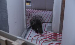 Aydın'da inşaatta mahsur kalan oklu kirpi kurtarıldı