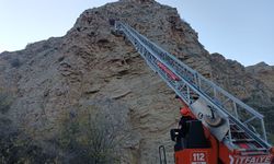 Çorum'da kayalıklarda mahsur kalan 4 keçiyi itfaiye kurtardı