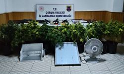 Çorum'da uyuşturucu bitki yetiştiren 4 kişi yakalandı