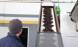 Devlet desteği ihracat yapmak isteyen zeytin ve zeytinyağı firmalarına kapı aralıyor