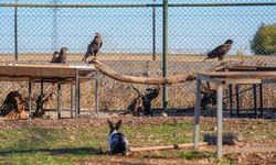 Diyarbakır'daki merkez kaçak avcıların hedefi olan yaban hayvanlarına yuva oluyor