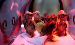 El konulan cennet papağanı yavrularına doğal yaşam parkında özenle bakılıyor