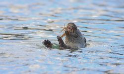 Karabük'te nesli tehlike altında olan su samuru görüntülendi