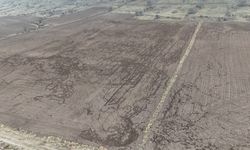 Karaman'da domuzlar arpa ve buğday ekili tarlalara zarar verdi