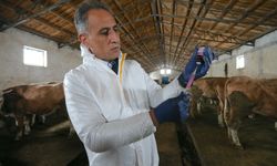 Kars'ta septisemi aşısıyla buzağı kayıplarının önüne geçilmesi hedefleniyor