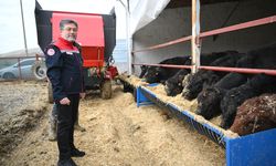 Kırmızı et üretimini artıracak Kırsalda Bereket, Hayvancılığa Destek Projesi meyvelerini vermeye başladı