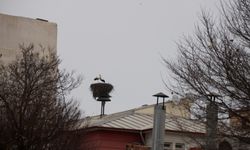 Küresel ısınma Iğdır'daki leyleklerin göç alışkanlığını değiştirdi