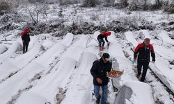 Samsun'da kar altında çilek hasadı yapıldı