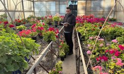 Sardunyanın yerli çeşitleri geliştirilerek sektöre kazandırılacak