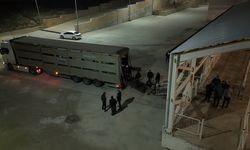 Siirt'te hayvanların karın boşluklarına uyuşturucu gizleyen 2 şüpheli gözaltına alındı