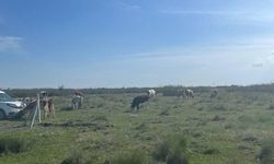 Tekirdağ'a kaçak yollarla büyükbaş hayvan getiren kişiye 105 bin lira ceza uygulandı