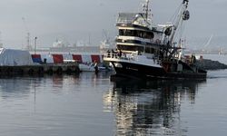 Tekirdağ'da istavrit bereketi sürüyor