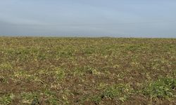 Tekirdağ'da tarımsal üretimde ekin kamburu böceği uyarısı