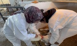 Üniversitenin uygulama çiftliği öğrencilere sahada eğitim imkanı sunuyor