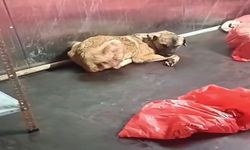 Ankara Büyükşehir Belediyesi'nden 'barınak' açıklaması