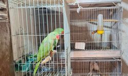 Antalya'da 24 papağan ele geçirildi