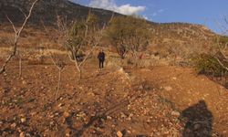 Batman'da fıstığa alternatif olarak ektiği safrandan yüksek verim aldı