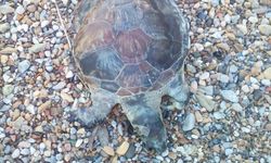 Bodrum'da kıyıya ölü caretta caretta vurdu