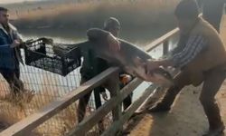 Çayda eliyle yakaladığı yayın balığını güçlükle sudan çıkardı