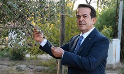 Dünyanın en sağlıklı zeytinyağının litresi 1500 TL