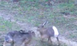 Edirne'de yaban tavşanları fotopakana yansıdı
