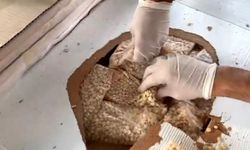 Gümrüklerde rekor; 33 ton 198 kilo uyuşturucu ele geçirildi