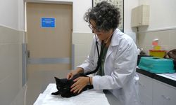 'İnsanlar için kullanılan ağrı kesiciler, hayvanlar için ölümcül olabilir'