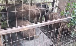 İstanbul- Çatalca'da kaçak avcıların kurduğu domuz tuzakları bulundu