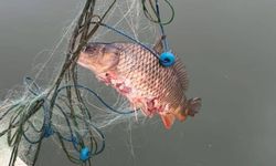 Kaçak ağa takılan 105 sazan canlı kurtarıldı