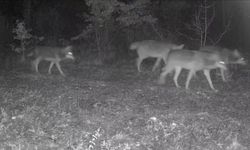Karabük'te yaban hayatı fotokapana yansıdı