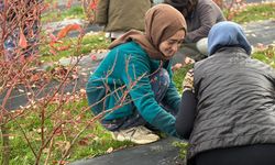 Kentten kırsala dönüp yaban mersini yetiştiren kadınlar, hemcinslerinin de bütçelerine katkı sağlıyor / Ek fotoğraflar