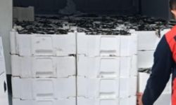 Kırklareli'de el konulan 3 ton istavrit ihtiyaç sahiplerine dağıtılacak