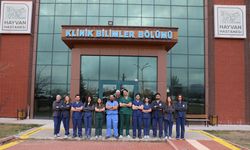 Köpek saldırısında yaralanan vaşak hayata tutundu