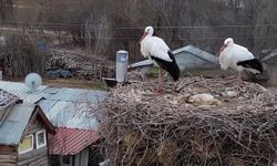 Köyü mesken tutan leylekler, 10 yıldır göç etmiyor