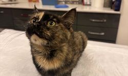 Okul bahçesinde bulunan kalçası kırık kedi, tedavi edildi