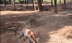 Tilkiyi eliyle besledi