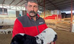 Tokat'ta annesi ölen kuzuyu inek emziriyor