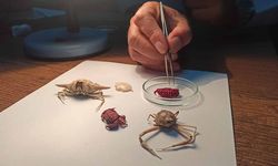 Türkiye kıyılarında ilk kez Hint-Pasifik kökenli 'Liomera rugipes' adlı yengeç görüldü