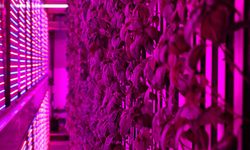 Üniversite kampüsünde 7 bin metrekarelik dikey tarım laboratuvarı kuruldu