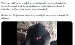 Yaralı yaban keçisi, tedavisinin ardından doğaya bırakıldı