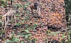 Yedigöller'de ormanda gezinen geyikler kamerada