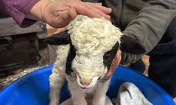 1 haftalık kuzuya evde bebek gibi bakıyorlar