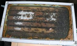 15'inci kattaki evinin oturma odasına arı kovanı sistemi kurdu