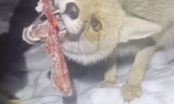 Adıyaman'da kapısına gelen tilkiyi besledi