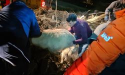 Ahır çöktü: 12 küçükbaş hayvan öldü